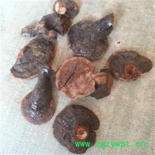 圣草康园反邴灵芝 紫灵芝图2