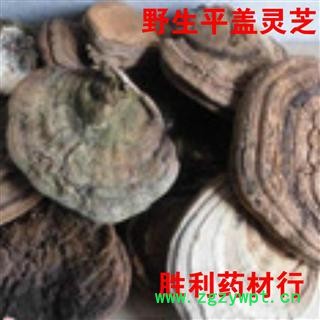 圣草康园中药材长白山  平盖灵芝 无污染图2