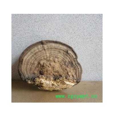 圣草康园中药材长白山  平盖灵芝 无污染