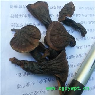 圣草康园西藏紫灵芝图2