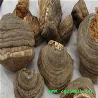 圣草康园木蹄层孔菌 裂蹄灵芝 桦树上长的图2