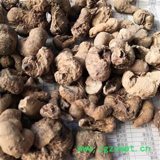 诺源药材行中药材水田七  土三七  屈头鸡  箭根薯 裂果薯图2