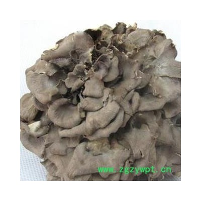 吉康药业灰树花,多孔菌子实体,批发灰树花,大货中草药