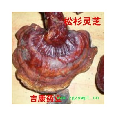 中药材松杉灵芝 长白山松杉灵芝