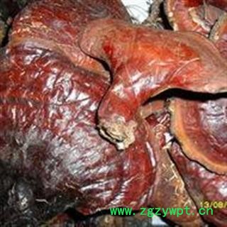 中药材松杉灵芝 长白山松杉灵芝图2