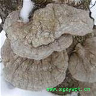 长白山 平盖灵芝 无污染 量大从优图2