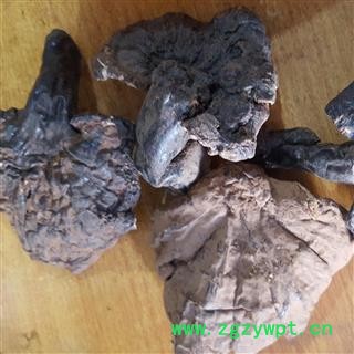 吉康药业灵芝 西藏灵芝图2