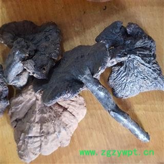 吉康药业灵芝 西藏灵芝图3