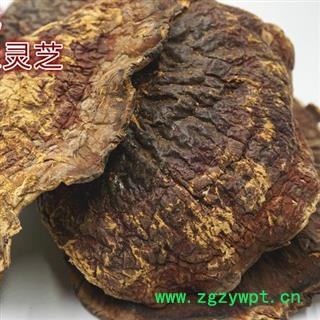 吉康药业灵芝 正宗长白山灵芝、不苦、专营图3