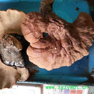 吉康药业灵芝 正宗长白山灵芝、不苦、专营图2