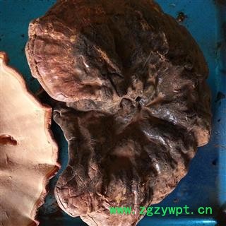 吉康药业灵芝 正宗长白山灵芝、不苦、专营图4