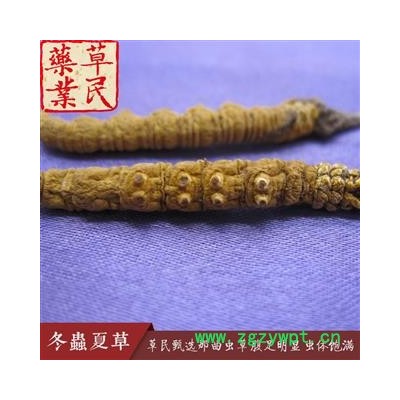 草民甄选西藏那曲虫草 色泽鲜黄 腹足明显 虫体饱满