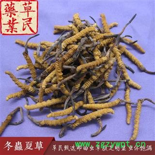 草民甄选西藏那曲虫草 色泽鲜黄 腹足明显 虫体饱满图4