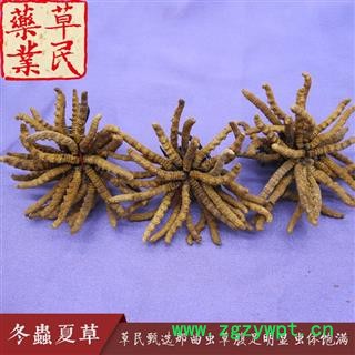 草民甄选西藏那曲虫草 色泽鲜黄 腹足明显 虫体饱满图3