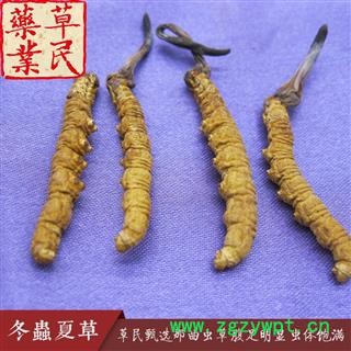 草民甄选西藏那曲虫草 色泽鲜黄 腹足明显 虫体饱满图2