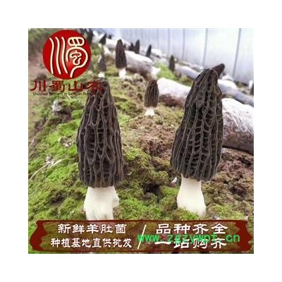 【顺丰包邮】新鲜羊肚菌种植基地发货1公斤起批散装羊肚菌鲜货川蜀山农中药材批发