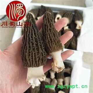 【顺丰包邮】新鲜羊肚菌种植基地发货1公斤起批散装羊肚菌鲜货川蜀山农中药材批发图3