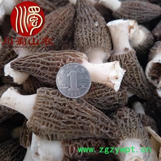 【顺丰包邮】新鲜羊肚菌种植基地发货1公斤起批散装羊肚菌鲜货川蜀山农中药材批发图2