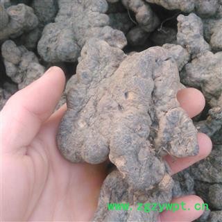 猪苓 猪苓大个儿 产地 山西省大货批发价图3