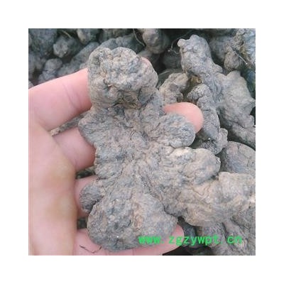 猪苓 猪苓大个儿 产地 山西省大货批发价