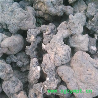 猪苓 猪苓大个儿 产地 山西省大货批发价图4