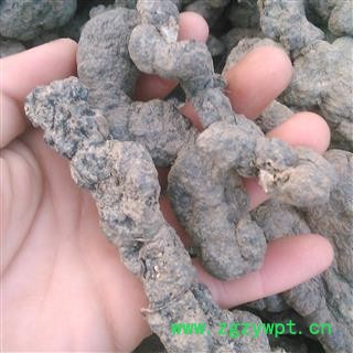 猪苓 猪苓大个儿 产地 山西省大货批发价图2