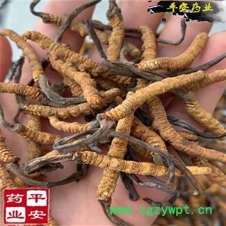 冬虫夏草 藏虫草精选3000条 今年新货 无硫【品质保证 卓越品质】图3