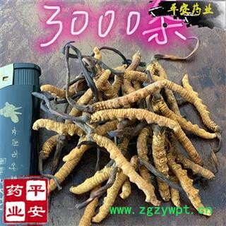 冬虫夏草 藏虫草精选3000条 今年新货 无硫【品质保证 卓越品质】图2