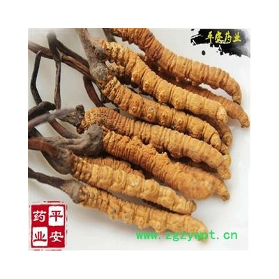 冬虫夏草 藏虫草精选3000条 今年新货 无硫【品质保证 卓越品质】