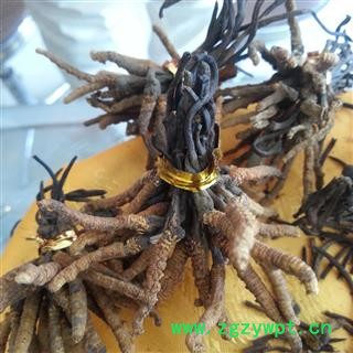 小丽百草行冬虫夏草 冬虫草 青海虫草5000条 产地 青海省图2