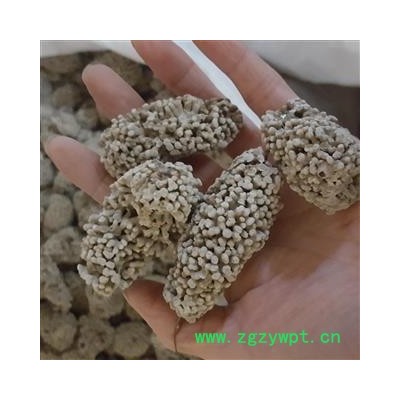 小丽百草行中药材海石花 石花 海浮石花 矿石大全