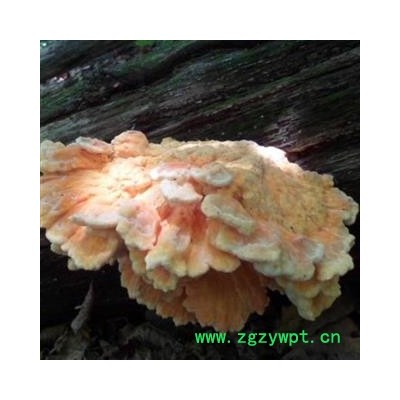 小丽百草行 硫磺菌  多层孔菌黄芝干品