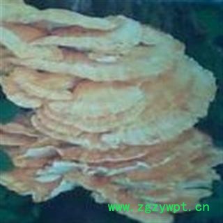 小丽百草行 硫磺菌  多层孔菌黄芝干品图3