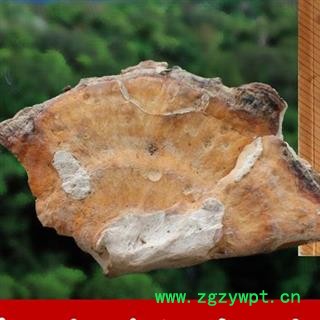 小丽百草行 硫磺菌  多层孔菌黄芝干品图4