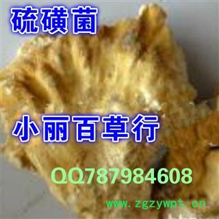 小丽百草行 硫磺菌  多层孔菌黄芝干品图2