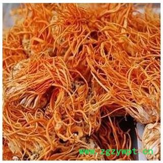 金虫草花 北虫草花 北虫草 1000克图3