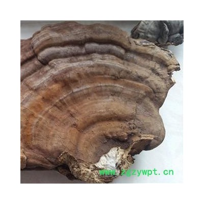 树舌 赤色老母菌 扁芝 梨菌 枫树芝 老母菌 扁蕈 白斑腐菌 木灵芝 精选大个 产地 辽宁省