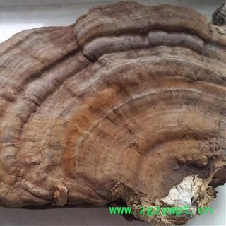 树舌 赤色老母菌 扁芝 梨菌 枫树芝 老母菌 扁蕈 白斑腐菌 木灵芝 精选大个 产地 辽宁省图2