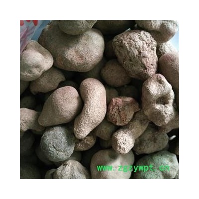 雷丸 雷丸中选货 产地 云南省