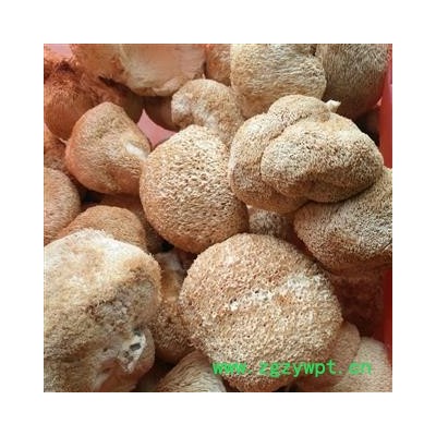 猴头菌   猴头菇 大个选货产地 浙江省