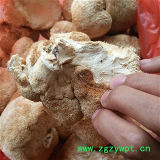猴头菌   猴头菇 大个选货产地 浙江省图3