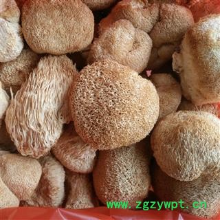 猴头菌   猴头菇 大个选货产地 浙江省图2