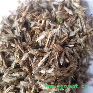 蓝刺头 禹州漏芦  统 产地 新疆图2