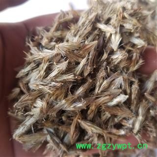蓝刺头 禹州漏芦  统 产地 新疆图4