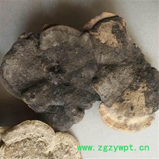 东方栓菌 东方云芝 东方栓菌 灰带栓菌图2