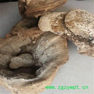 东方栓菌 东方云芝 东方栓菌 灰带栓菌图4