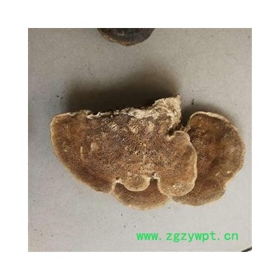 东方栓菌 东方云芝 东方栓菌 灰带栓菌