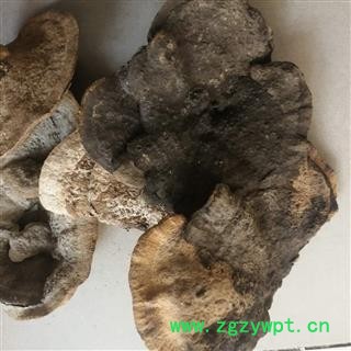 东方栓菌 东方云芝 东方栓菌 灰带栓菌图3