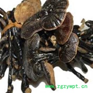 圣草康园中药材 竹灵芝  竹灵芝图2