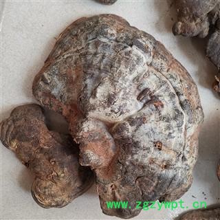 中药材灵芝  粗毛孔菌图4